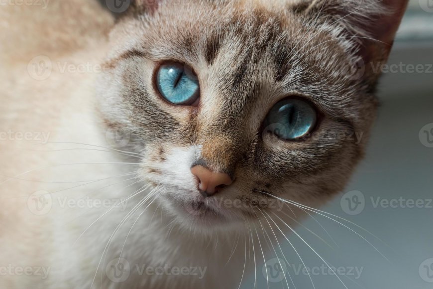 Ojos Azules Kedisinin Özellikleri ve Bakımı — Ojos Azules kedisinin tırmanma isteği doğal bir davranıştır. (5)