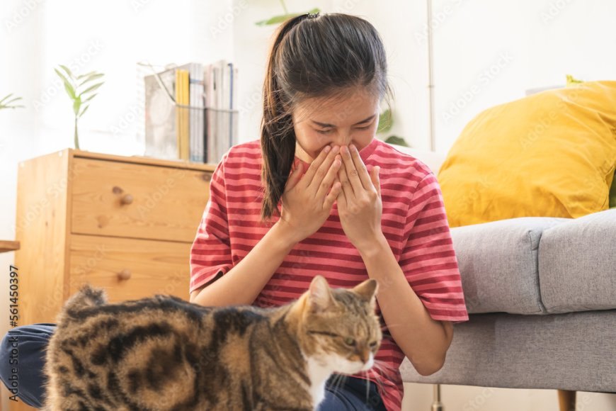 Kedi Alerjisi Belirtileri ve Yönetimi — Kedi alerjisi yönetilebilir ve semptomları azaltılabilir. Eğer şiddetli bir reaksiyonunuz varsa, bir doktora danışarak en uygun tedavi… (3)