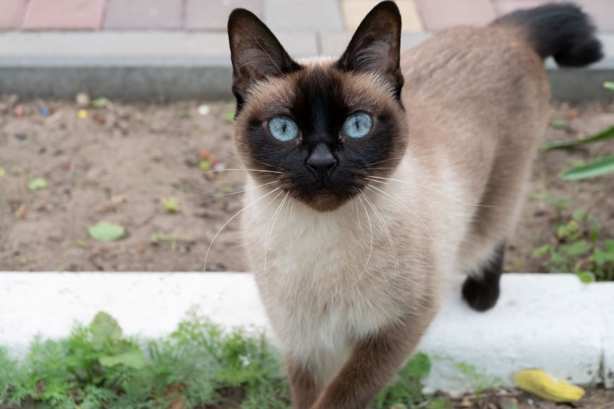 Mekong Bobtail Kedisi Özellikleri ve Bakımı — Sonuç olarak, Mekong Bobtail, zeki, sevecen, sosyal ve hareketli bir kedi cinsidir. (2)