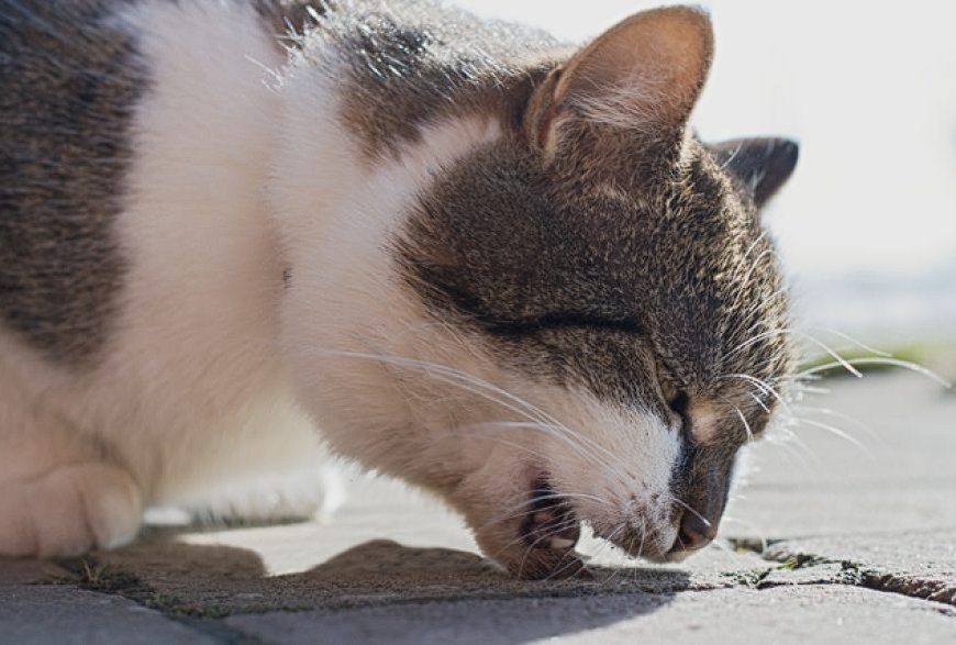 KEDİLERDE KANSER BELİRTİLERİ — Kedilerde lipoma bir kanser türü olmadığı halde yağ hücrelerinin bir araya getirdiği şişliklerdir. (2)