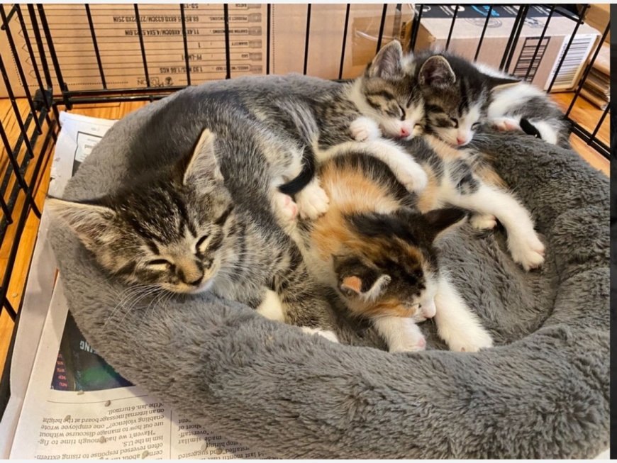 Yavru Kedi Sahiplenirken İhtiyacınız Olan Malzemeler Listesi — Kedi Maması: Kedinizin yaşına ve sağlık durumuna uygun, dengeli ve kaliteli bir kedi maması tercih etmelisiniz. (2)