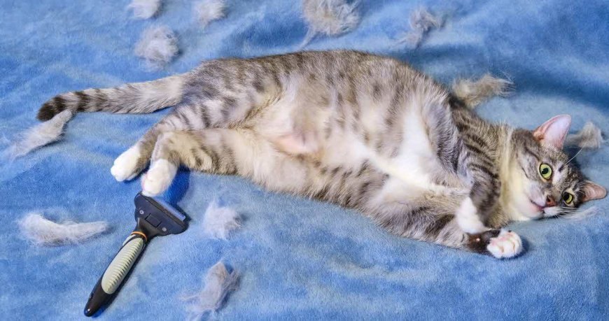 Kedi Tüy Yumağı: Nedenleri, Belirtileri ve Önleme Yolları — Sonuç olarak, kedilerde tüy yumağı oluşumu sıkça görülen bir durumdur ve ciddi sağlık sorunlarına yol açabilir. (3)