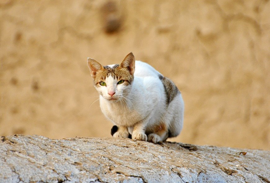 KEDİLERDE KANSER BELİRTİLERİ — Kedilerde kanser belirtisi farklı şekillerde görülebilir. Kilo kaybı bunlardan ilki ve en yaygın olanıdır.