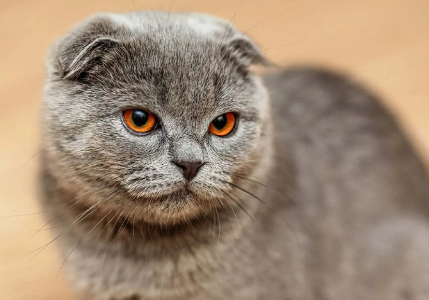 SCOTTISH FOLD KEDİLERİN ÖZELLİKLERİ VE BAKIMI — Scottish Kedilerin Bakımı Nasıl Olmalıdır? (2)