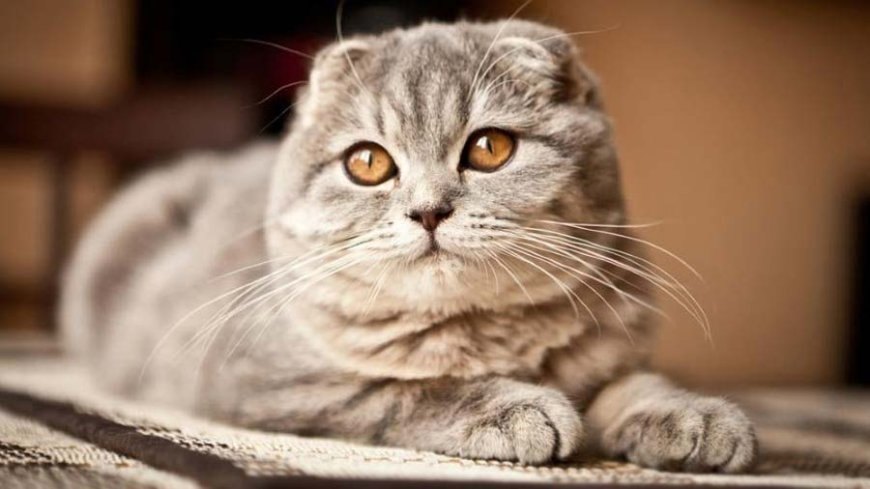Scottish Fold Kedisinin Özellikleri ve Bakım Rehberi — Not: Her kedinin sağlık durumu farklıdır, veteriner hekiminizden düzenli sağlık kontrolü ve öneriler almak önemlidir. (5)
