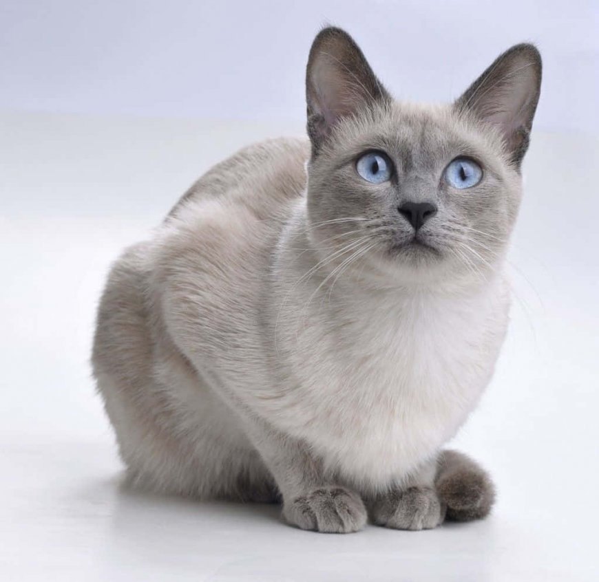 Thai Lilac Kedisi Özellikleri ve Bakımı — Not: Bu bilgiler genel özellikleri yansıtmaktadır ancak her kedi bireysel farklılıklar gösterebilir. (3)