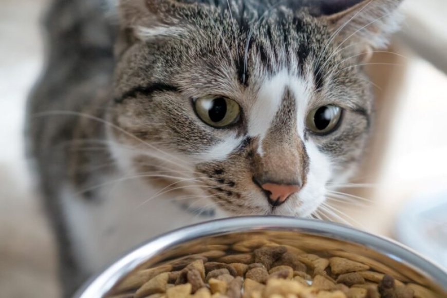 Kedi Mamasının Bozulduğunu Nasıl Anlarsınız? — Bu belirtileri göz önünde bulundurarak kedinizin sağlığını korumak için mama seçiminde ve saklamasında dikkatli olmalısınız. (2)