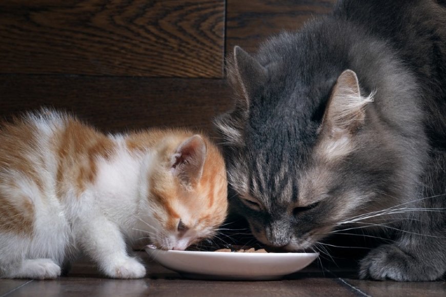 Kedi Mamasının Bozulduğunu Nasıl Anlarsınız? — Kedi mamaları, evcil dostlarımızın sağlığı ve beslenmesi için hayati öneme sahiptir.