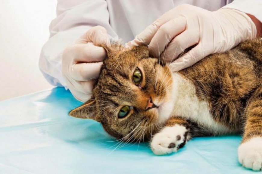 KEDİLERDE KANSER BELİRTİLERİ