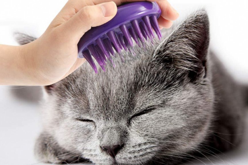 KEDİ TÜYLERİNDE KEÇELEŞME