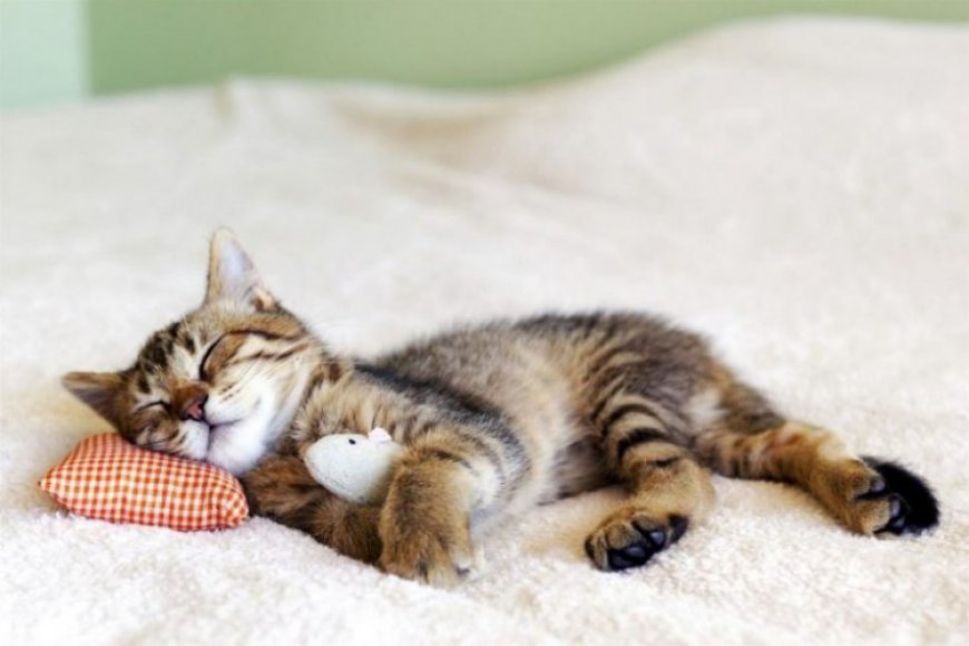 KEDİLERDE UYKU APNESİ