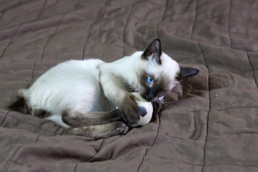 Mekong Bobtail Kedisi Özellikleri ve Bakımı