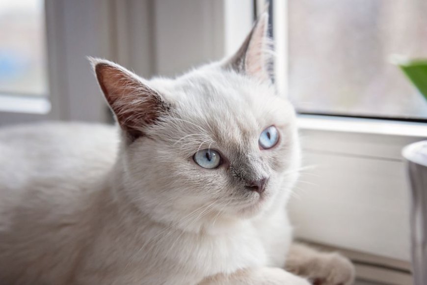 Colorpoint Shorthair Kedisi Özellikleri ve Etkili Bakımı