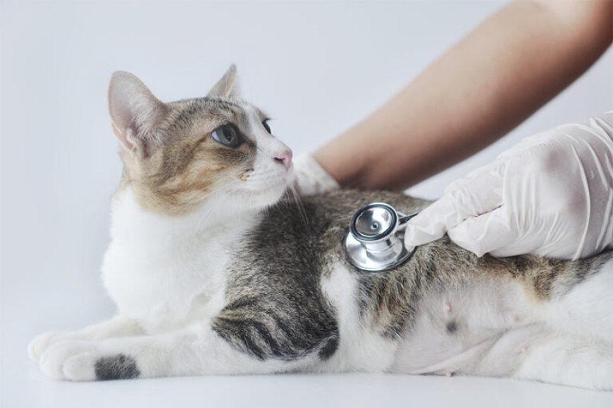 Veteriner kliniğinde muayene