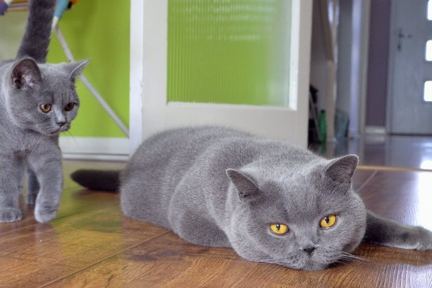 British Shorthair kedisi