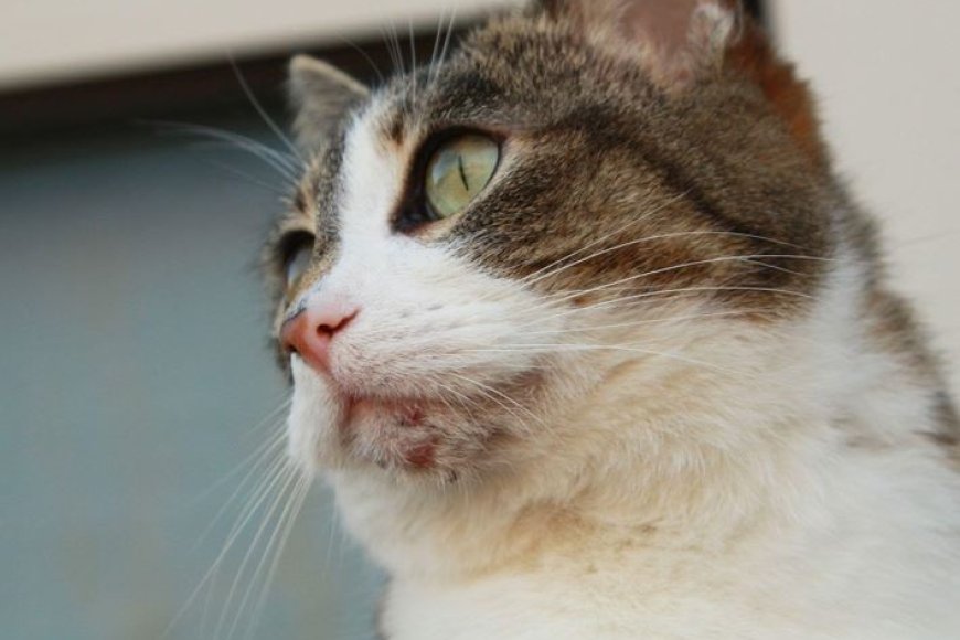 Kedi Aknesi Belirtileri Sebepleri ve Tedavi Yöntemleri