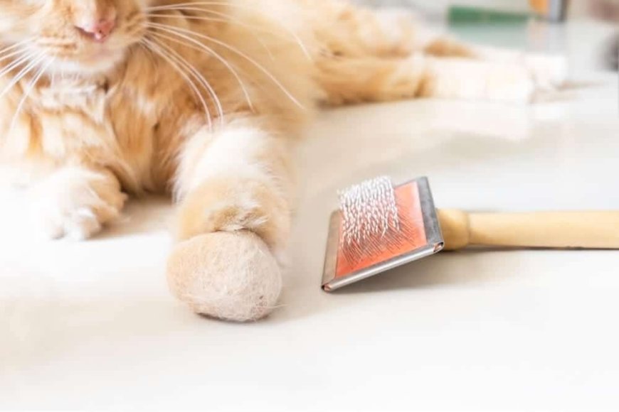 Kedi Tüy Yumağı: Nedenleri, Belirtileri ve Önleme Yolları