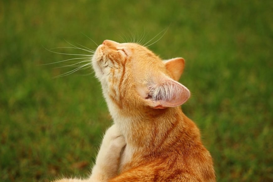Kedi Alerjisi Belirtileri Nedenleri ve Tedavisi