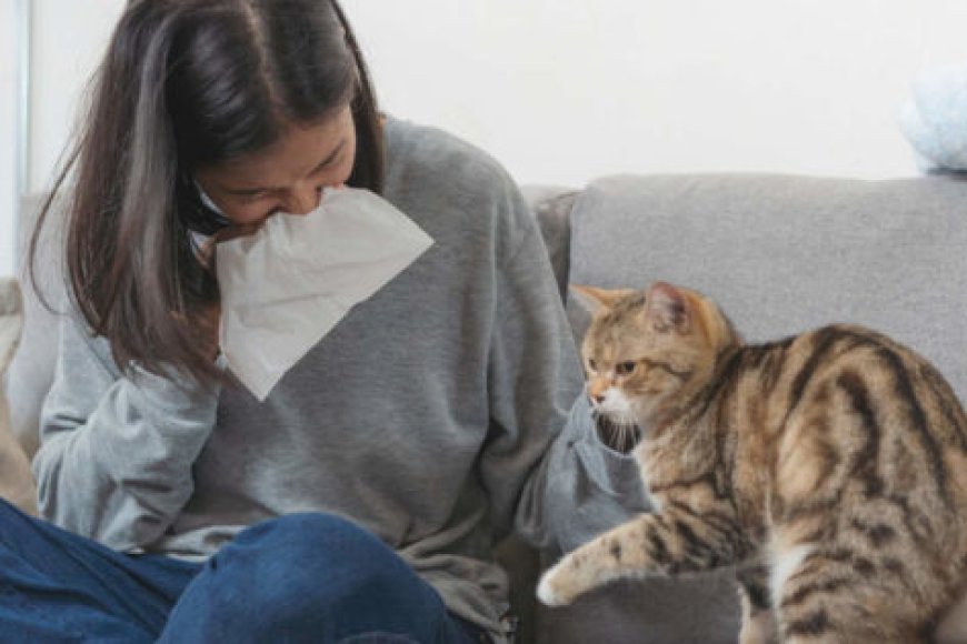Kedi Alerjisi Belirtileri ve Yönetimi