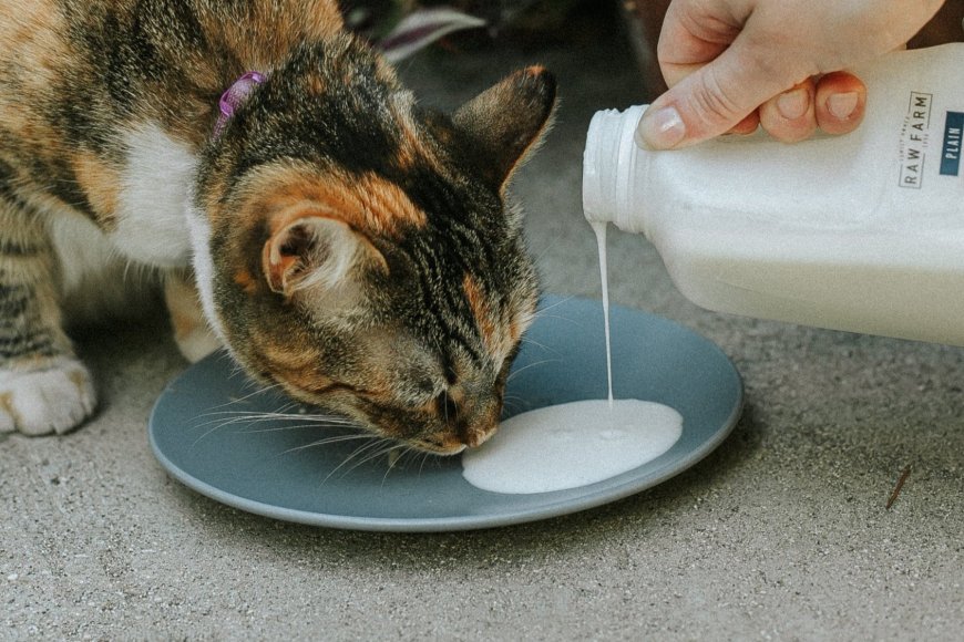 Kediler Kefir Tüketebilir Mi?