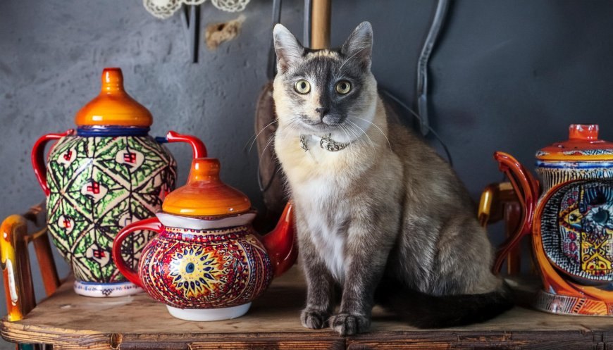 Tüyler Ürperten Dişi Kedi İsim Önerileri ve Açıklamaları — Athena: Yunan mitolojisinde bilgelik, savaş ve zanaat tanrıçası, zeki ve güçlü bir isim. (9)