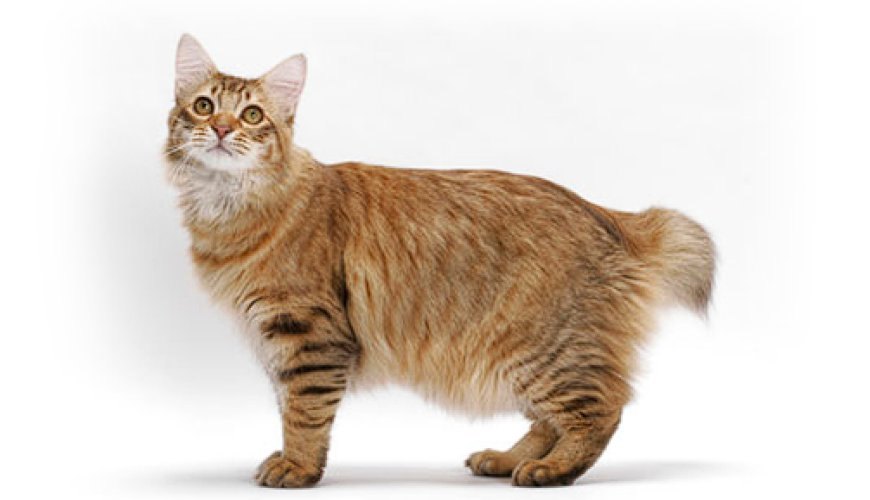AMERICAN BOBTAIL KEDİSİ, SEVİMLİ VE YARI YABAN DOĞASIYLA DİKKAT ÇEKEN BİR KEDİ IRKI — Fiziksel Özellikleri