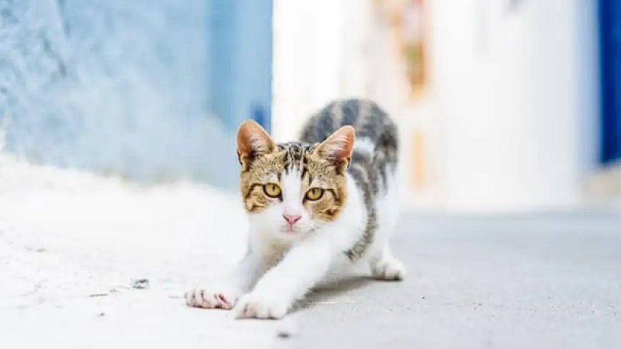 AEGEAN KEDİSİ (EGE KEDİSİ) YUNAN ADALARININ NAZİK VE SEVGİ DOLU KEDİSİ — Fiziksel Özellikleri