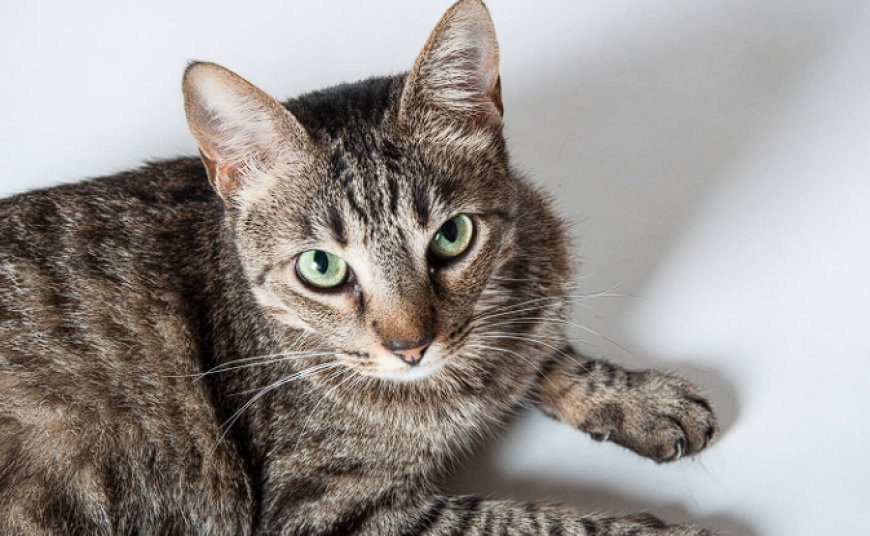 AMERICAN SHORTHAIR KEDİSİ, AMERİKA'NIN DAYANIKLI VE ZARİF KISA TÜYLÜ KEDİSİ — American Shorthair kedisi, sıcak ve sosyal doğasıyla bilinir. Çocuklarla iyi geçinir ve diğer evcil hayvanlarla uyum içinde yaşar. (2)
