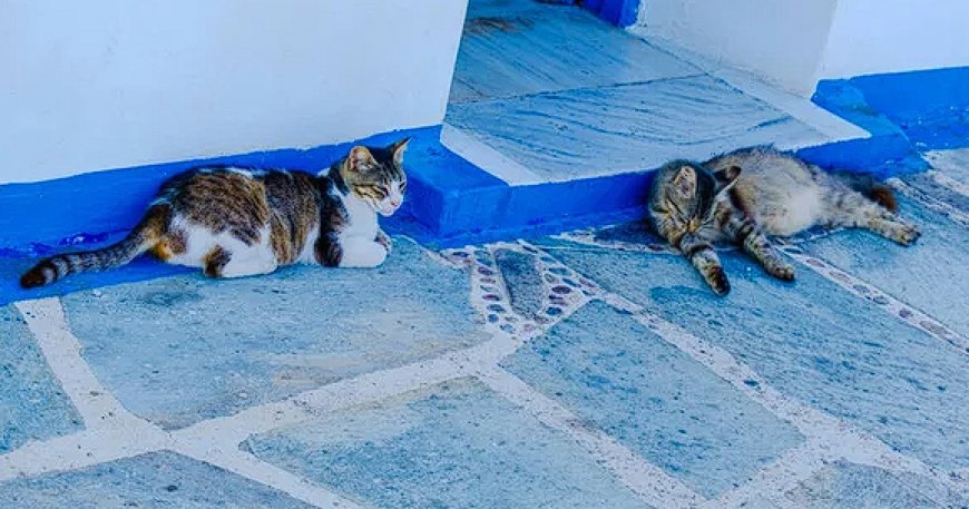 AEGEAN KEDİSİ (EGE KEDİSİ) YUNAN ADALARININ NAZİK VE SEVGİ DOLU KEDİSİ — Aegean kedisi, sıcak ve dost canlısı doğası sayesinde aile üyeleriyle güçlü bağlar kurar. (2)