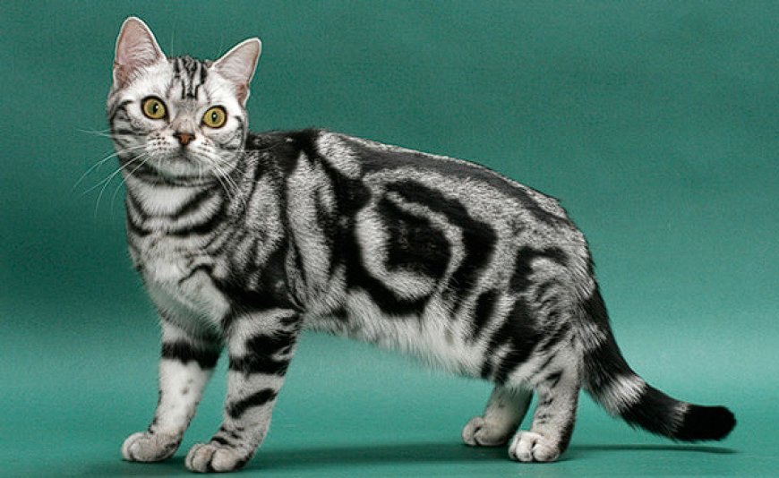 AMERICAN SHORTHAIR KEDİSİ, AMERİKA'NIN DAYANIKLI VE ZARİF KISA TÜYLÜ KEDİSİ — American Shorthair kedisi, güçlü, kaslı ve orta ila büyük boyutlarda bir kedi ırkıdır.