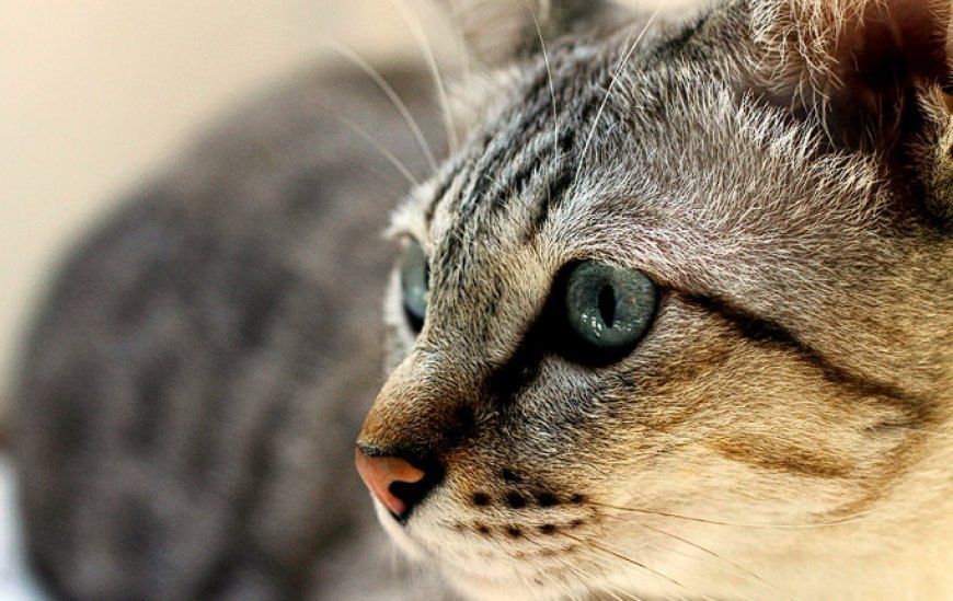 AVUSTRALYA MİST KEDİSİ, AVUSTRALYA’NIN NAZİK VE SAKİN KEDİ IRKI — Australian Mist kedisi, çocuklarla ve diğer evcil hayvanlarla mükemmel uyum sağlar. (2)
