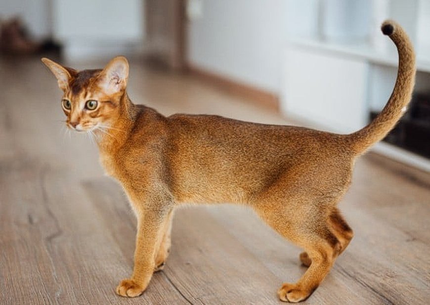ABYSSINIAN KEDİSİ (HABEŞ KEDİSİ) ASALETİN VE GÜZELLİĞİN TEMSİLCİSİ — Abyssinian kedileri, çocuklarla ve diğer evcil hayvanlarla iyi geçinebilir. (2)