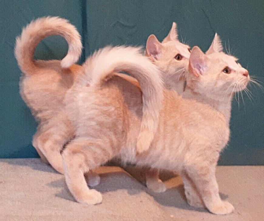 AMERICAN RINGTAIL KEDİSİ, EŞSİZ KUYRUĞU İLE DİKKAT ÇEKEN YENİ BİR KEDİ IRKI — Fiziksel Özellikleri