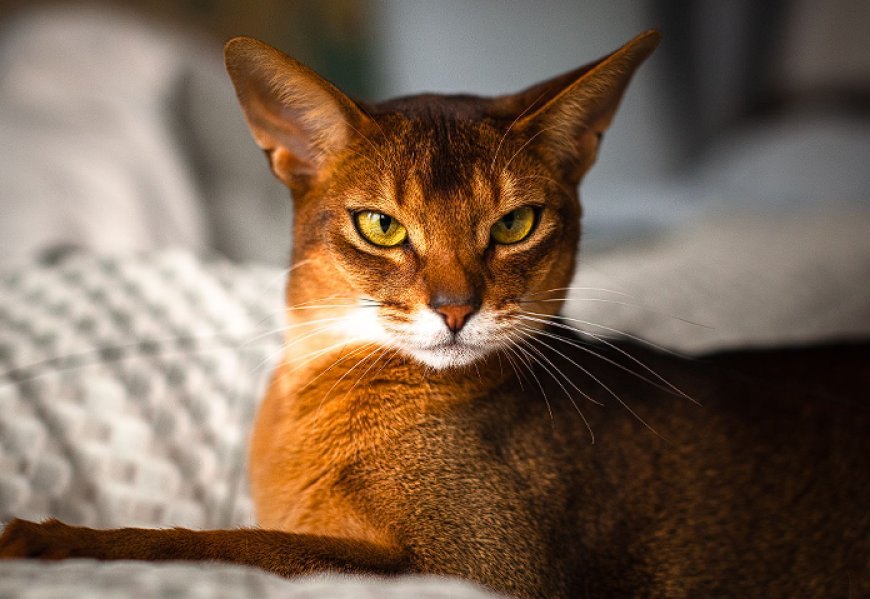 ABYSSINIAN KEDİSİ (HABEŞ KEDİSİ) ASALETİN VE GÜZELLİĞİN TEMSİLCİSİ — Kişilik ve Karakter Özellikleri