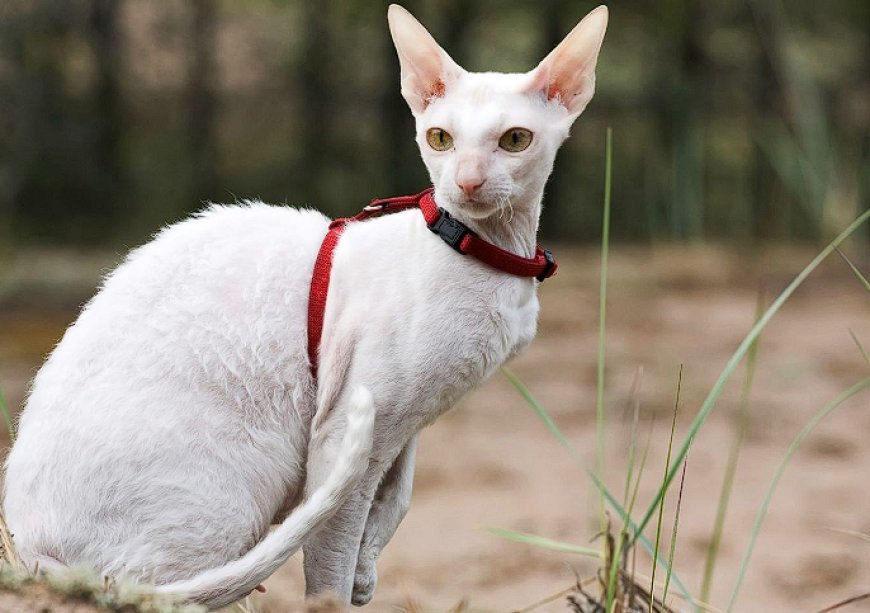 CORNISH REX KEDİSİ, DALGALI KÜRKÜ VE ZEKİ KİŞİLİĞİYLE SIRA DIŞI BİR KEDİ IRKI — Cornish Rex kedisi, sosyal yapısı sayesinde çocuklarla ve diğer evcil hayvanlarla iyi geçinir. (2)