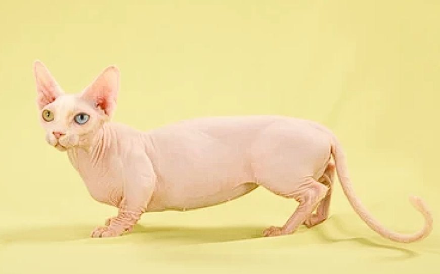 BAMBİNO KEDİSİ, KÜÇÜK BOYUTLARI VE SEVİMLİ YAPISIYLA EŞSİZ BİR KEDİ IRKI — Bambino kedisi, aile ortamında mükemmel bir ev arkadaşı olabilir. (2)