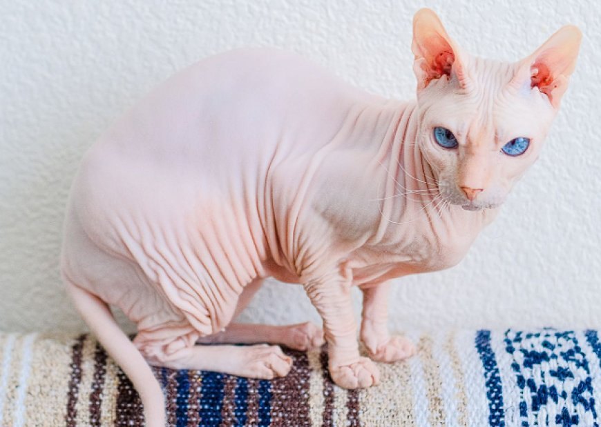 DONSKOY KEDİSİ, KILSIZ VE GİZEMLİ BİR KEDİ IRKI — Deri rengi ve dokusu oldukça değişkendir; genellikle pembe, gri, mavi veya siyah tonlarda olabilir.