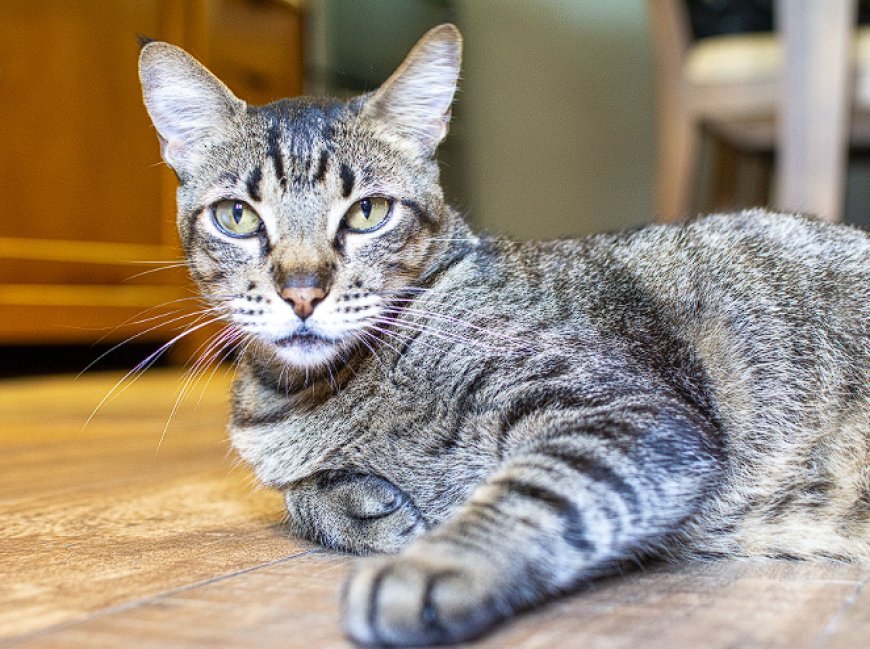 BRAZILIAN SHORTHAIR (BREZİLYA KISA TÜYLÜ), BREZİLYA’NIN ZARİF VE HAREKETLİ KEDİSİ — Gözler: Brazilian Shorthair kedisinin gözleri büyük, yuvarlak ve dikkat çekicidir.