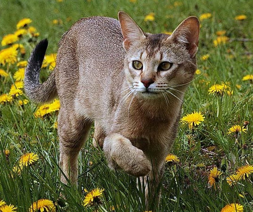 CHAUSIE KEDİSİ, VAHŞİ GÖRÜNÜM İLE EVCİLLİĞİN MÜKEMMEL DENGESİ — Chausie kedisi, sosyal yapısı sayesinde çocuklarla ve diğer evcil hayvanlarla iyi geçinir. (2)