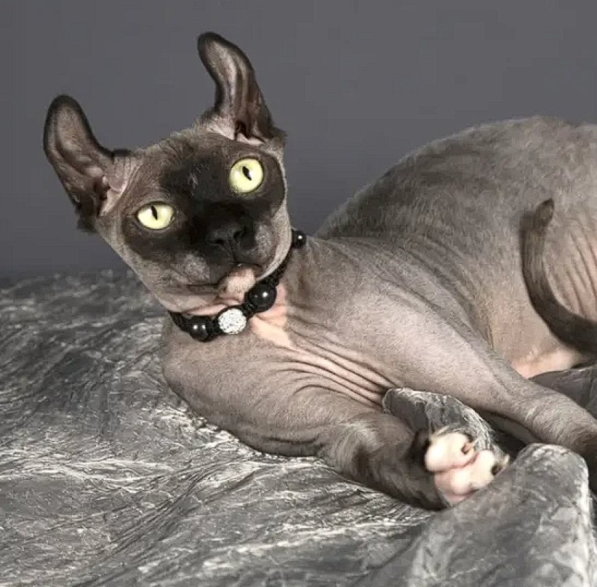 DWELF KEDİSİ, KILSIZ, MİNYON VE OLAĞANÜSTÜ BİR KEDİ IRKI — Dwelf kedisi, sosyal yapısı sayesinde çocuklarla ve diğer evcil hayvanlarla iyi geçinir. (2)