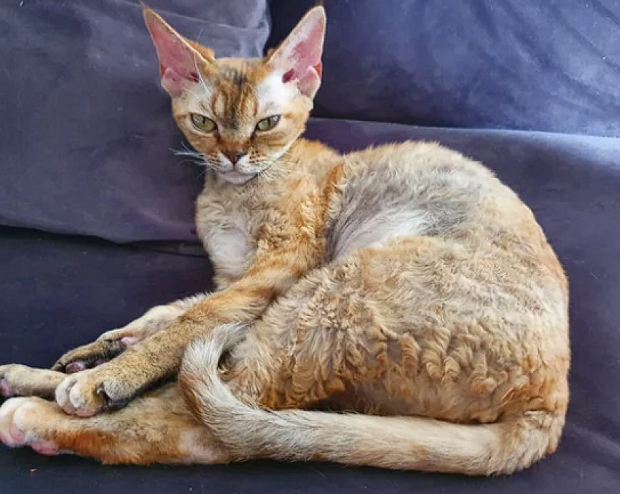 GERMAN REX, DALGALI TÜYLERİ VE NAZİK DOĞASIYLA ÖZEL BİR KEDİ IRKI — German Rex kedisi, sosyal yapısı sayesinde çocuklarla ve diğer evcil hayvanlarla uyumlu bir şekilde yaşayabilir. (2)