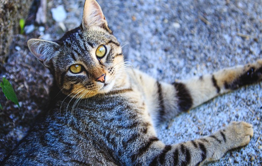 EUROPEAN SHORTHAIR KEDİSİ, KITANIN DOĞAL VE ZARİF KEDİ IRKI — European Shorthair kedisi, güçlü, kaslı ve çevik bir yapıya sahiptir.