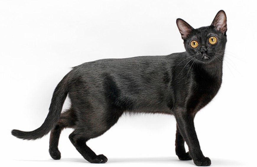 BOMBAY KEDİSİ, SİYAH PANTER GÖRÜNÜMÜNDE ZARİF VE SICAK BİR EVCİL KEDİ — Vücut Yapısı: Bombay kedisi, orta büyüklükte, kaslı ve sağlam bir vücuda sahiptir. Vücudu zarif ve güçlüdür.