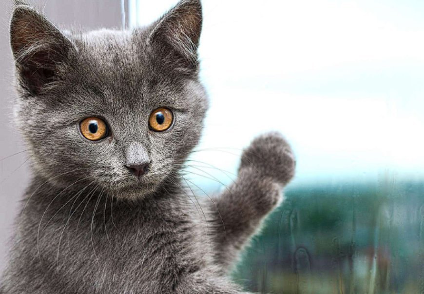 CHARTREUX KEDİSİ, FRANSA'NIN ASİL VE SAKİN KEDİSİ — Chartreux kedisi, çocuklarla ve diğer evcil hayvanlarla iyi geçinen bir kedi ırkıdır. (2)