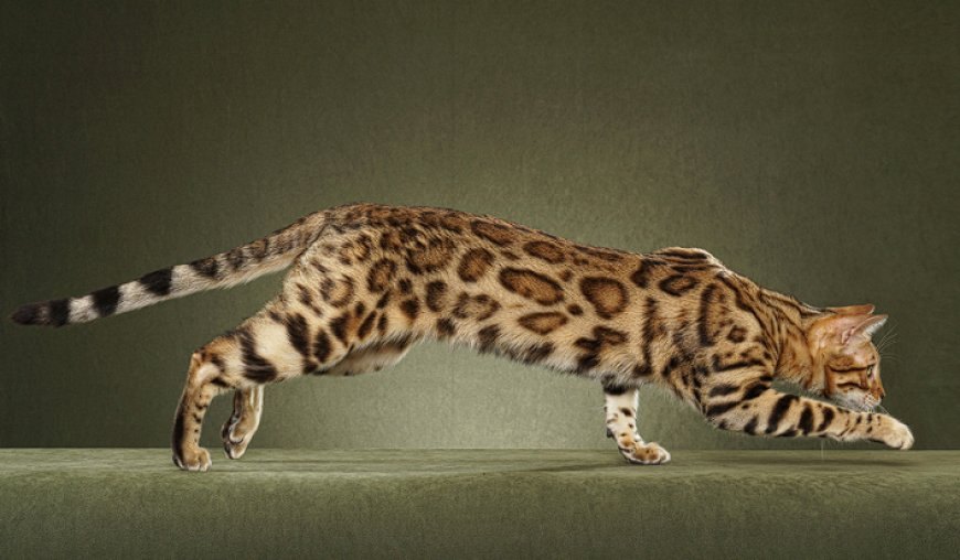 BENGAL KEDİSİ, YABAN GÜZELLİĞİ VE ENERJİSİYLE EŞSİZ BİR KEDİ IRKI — Vücut Yapısı: Bengal kedisi, kaslı, güçlü ve çevik bir vücut yapısına sahiptir.