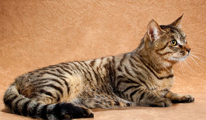 DRAGON LI (ÇİN EJDERHA KEDİSİ), GİZEMLİ VE VAHŞİ GÖRÜNÜMLÜ ÇİN KEDİSİ — Dragon Li kedisi, sosyal yapısı sayesinde çocuklarla ve diğer evcil hayvanlarla iyi geçinir. (2)
