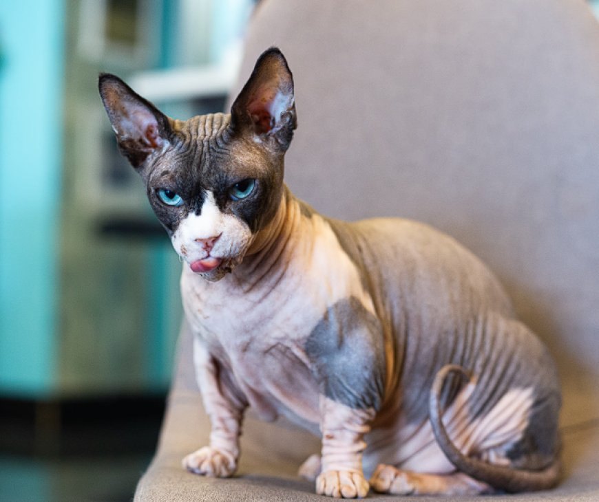 BAMBİNO KEDİSİ, KÜÇÜK BOYUTLARI VE SEVİMLİ YAPISIYLA EŞSİZ BİR KEDİ IRKI — Kürk ve Renkler: Bambino kedisinin en belirgin özelliği, kılsız vücududur.