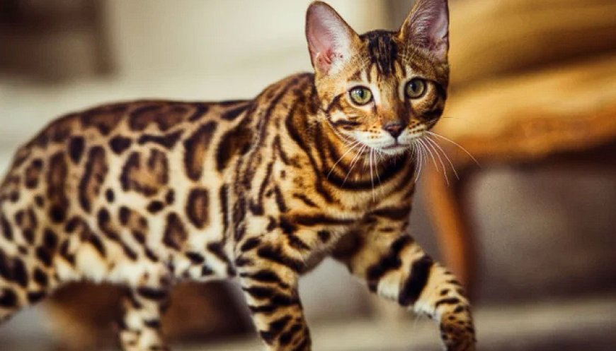 BENGAL KEDİSİ, YABAN GÜZELLİĞİ VE ENERJİSİYLE EŞSİZ BİR KEDİ IRKI — Bengal kedisi, çocuklarla ve diğer evcil hayvanlarla iyi geçinen sosyal bir kedi ırkıdır. (2)