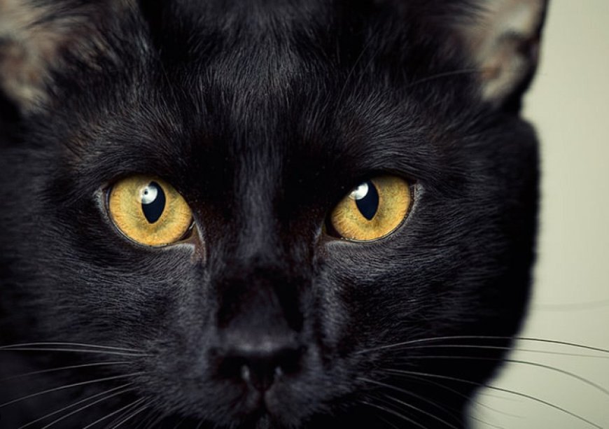 BOMBAY KEDİSİ, SİYAH PANTER GÖRÜNÜMÜNDE ZARİF VE SICAK BİR EVCİL KEDİ — Bombay kedisi, çocuklarla ve diğer evcil hayvanlarla oldukça iyi geçinen sosyal bir kedi ırkıdır. (2)
