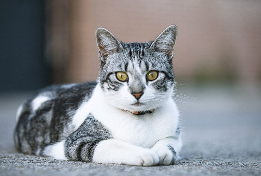 EUROPEAN SHORTHAIR KEDİSİ, KITANIN DOĞAL VE ZARİF KEDİ IRKI — European Shorthair kedisi, sosyal yapısı sayesinde çocuklarla ve diğer evcil hayvanlarla iyi geçinir. (2)